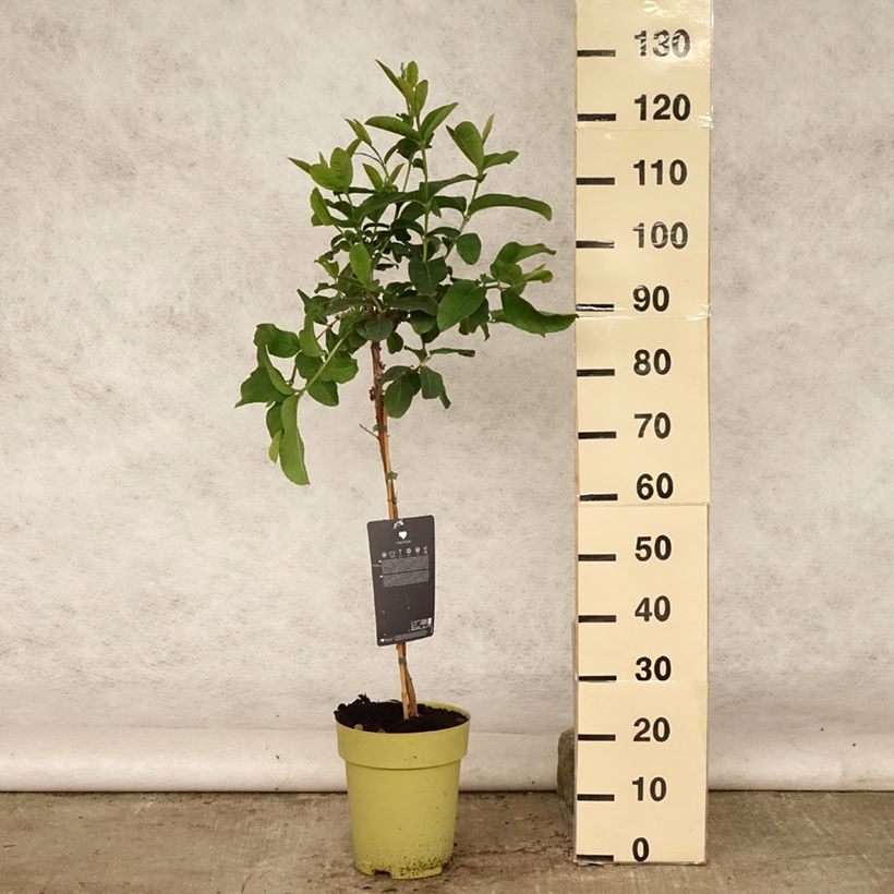 Esemplare di Guaiava Limon - Psidium guajava Vaso da 6L/7L consegnato in estate