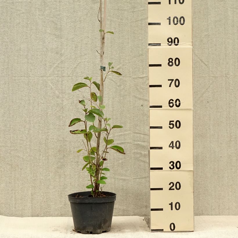 Esemplare di Pterostyrax corymbosa Vaso da 3L/4L consegnato in estate