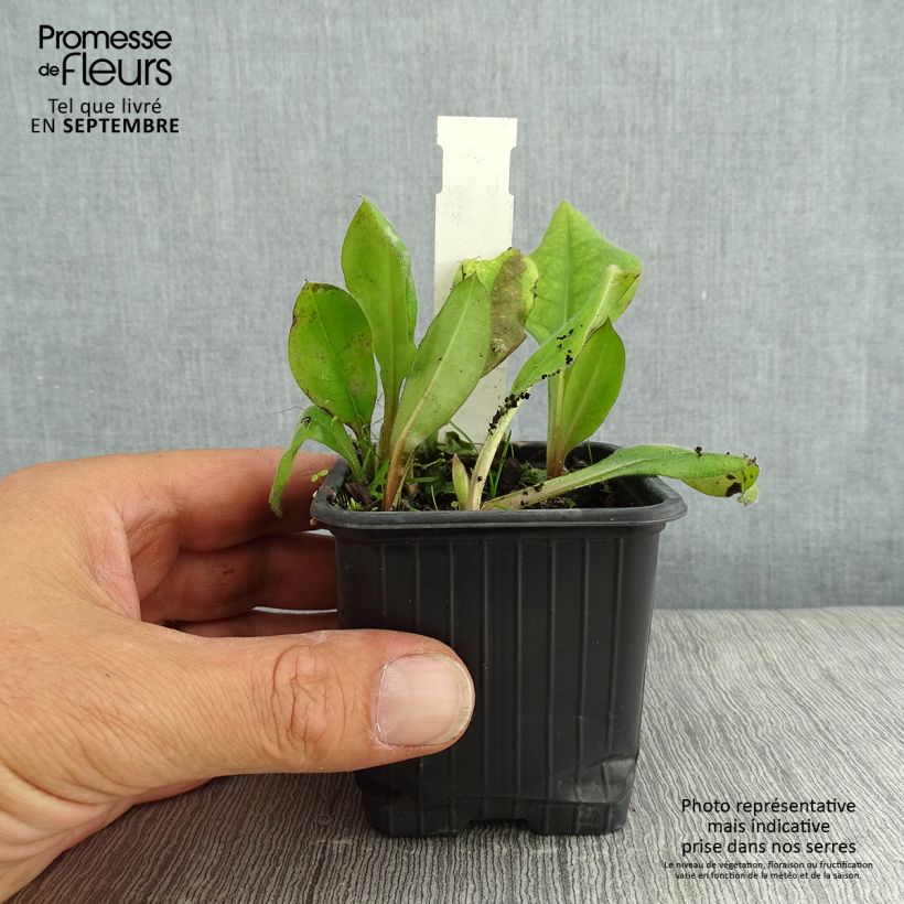 Esemplare di Pulmonaria Blue Ensign Vasetto da 8/9 cm consegnato in estate