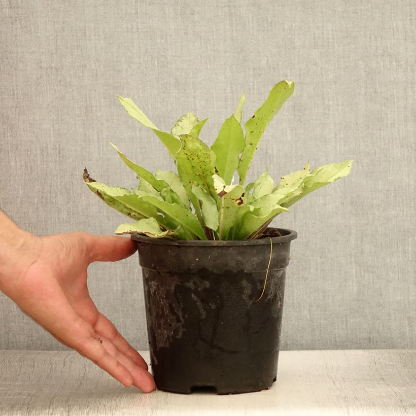 Esemplare di Pulmonaria Diane Clare Vaso da 2L/3L consegnato in estate