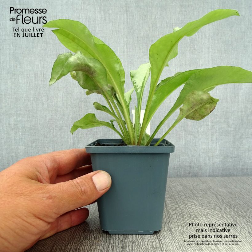 Esemplare di Pulmonaria Majesté Vasetto da 8/9 cm consegnato in estate