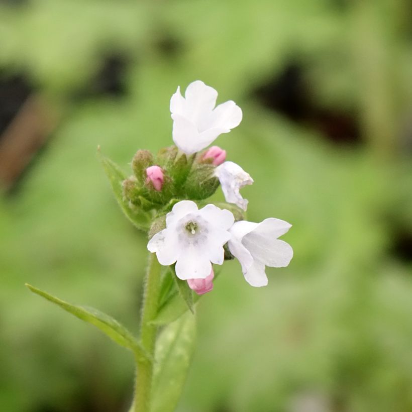 Pulmonaria Opal (Fioritura)