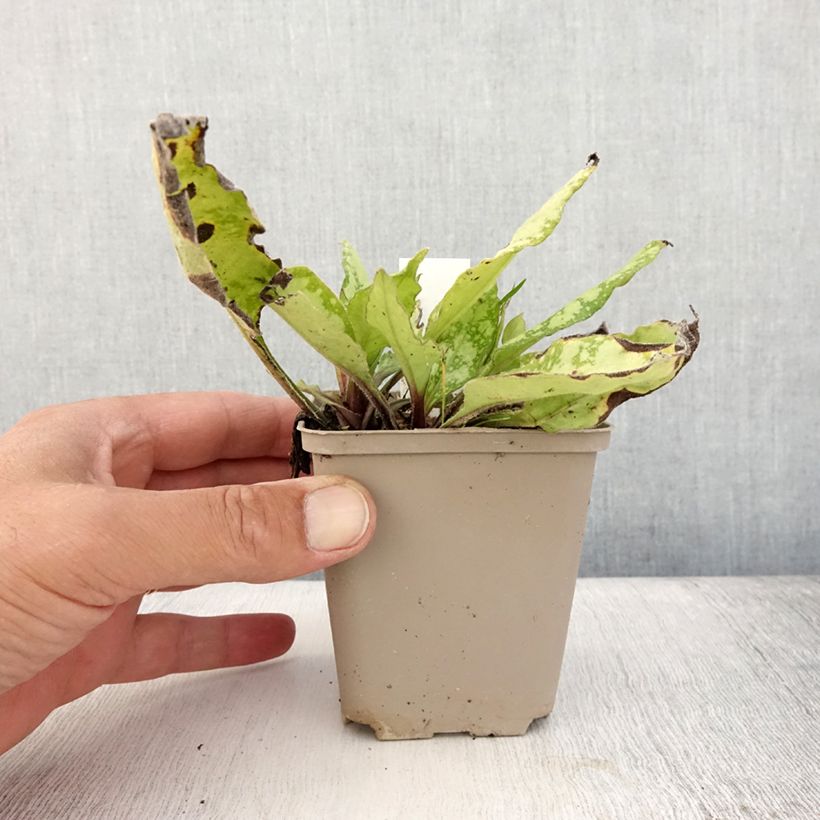 Esemplare di Pulmonaria Twinkle Toes Vasetto da 8/9 cm consegnato in estate