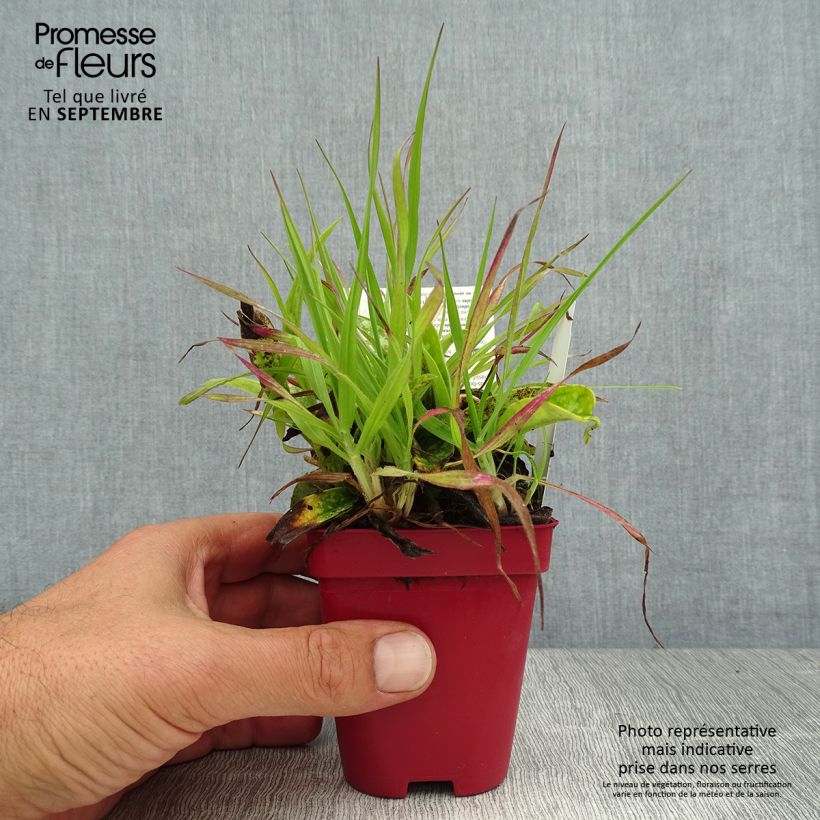 Esemplare di Pulmonaria longifolia subsp. cevennensis Vasetto da 8/9 cm consegnato in estate