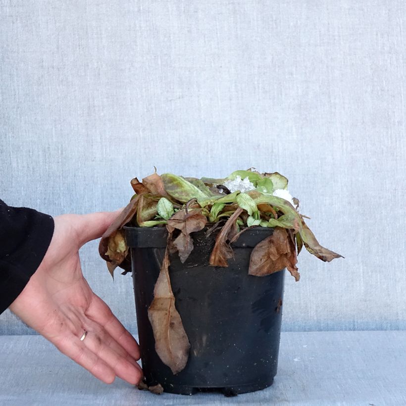 Pulmonaria Moonshine Vaso da 3L/4L esemplare consegnato in inverno
