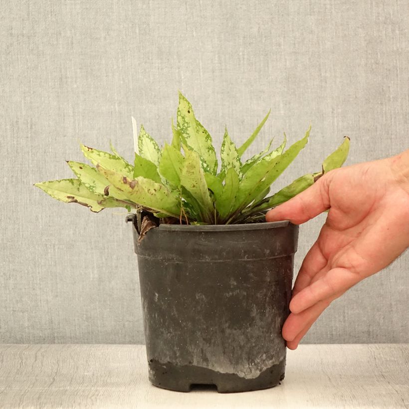 Esemplare di Pulmonaria saccharata Silver Bouquet - Polmonaria chiazzata Vaso da 2L/3L consegnato in estate
