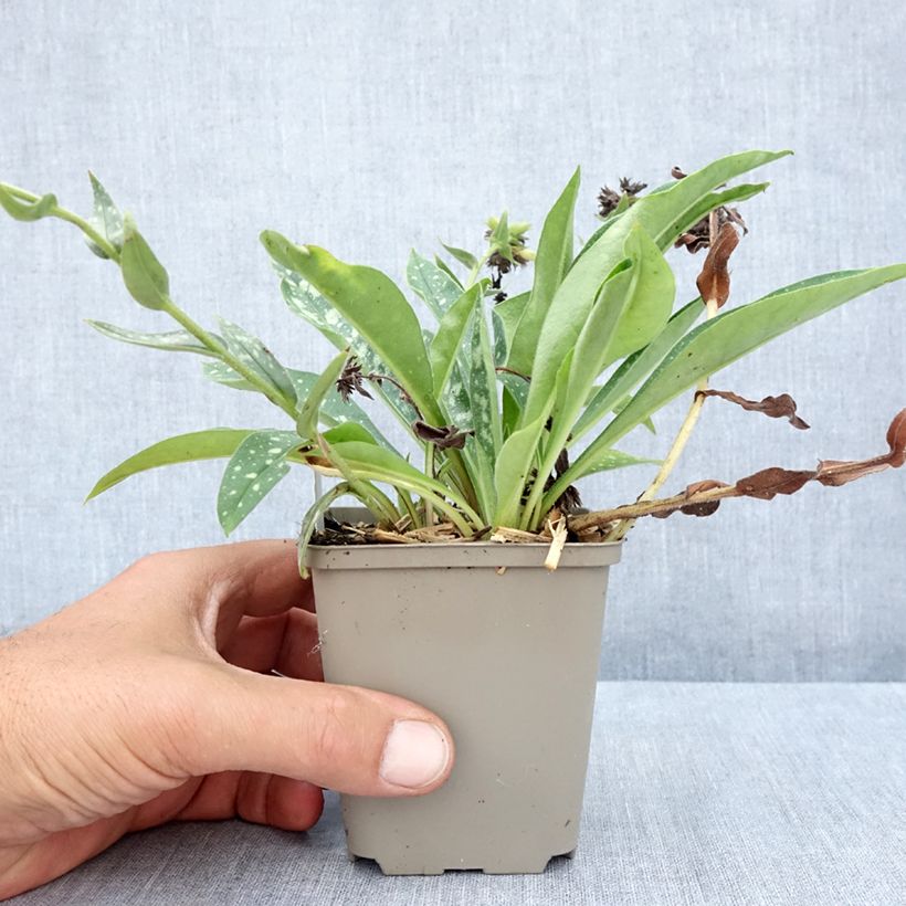 Esemplare di Pulmonaria longifolia E.B Anderson Vasetto da 8/9 cm consegnato in estate