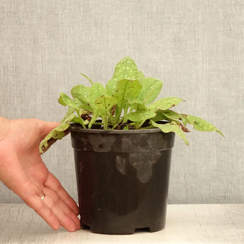 Esemplare di Pulmonaria saccharata Mrs Moon - Polmonaria chiazzata Vaso da 2L/3L consegnato in estate