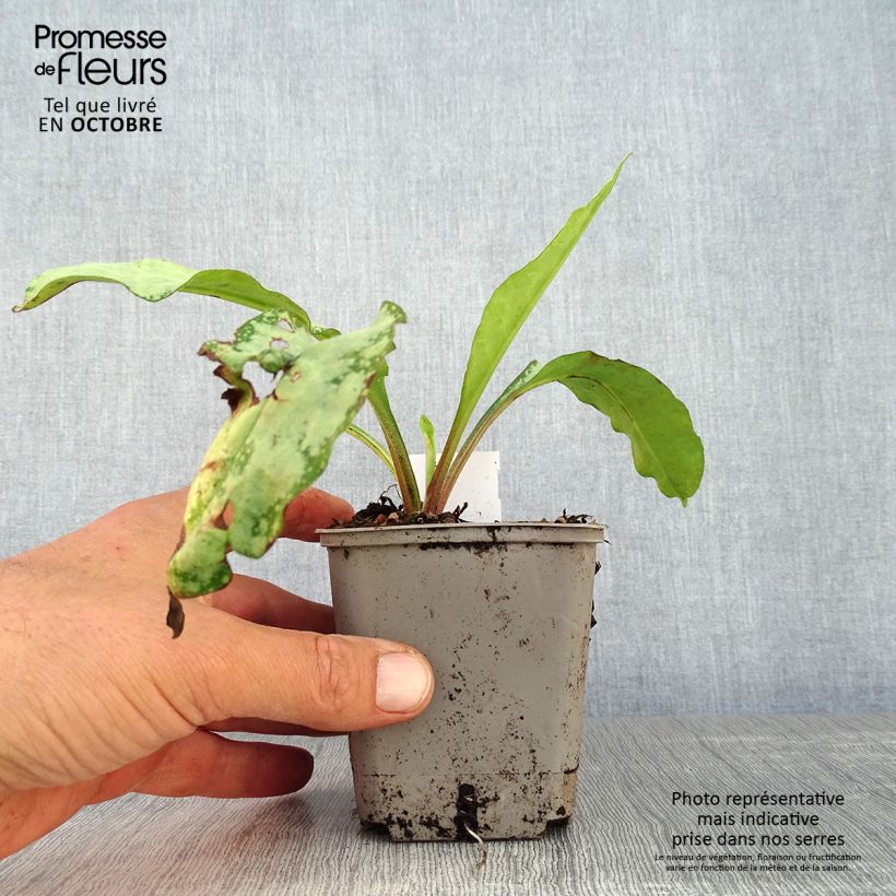 Esemplare di Pulmonaria saccharata Silverado - Polmonaria chiazzata Vasetto da 8/9 cm come consegnato in autunno