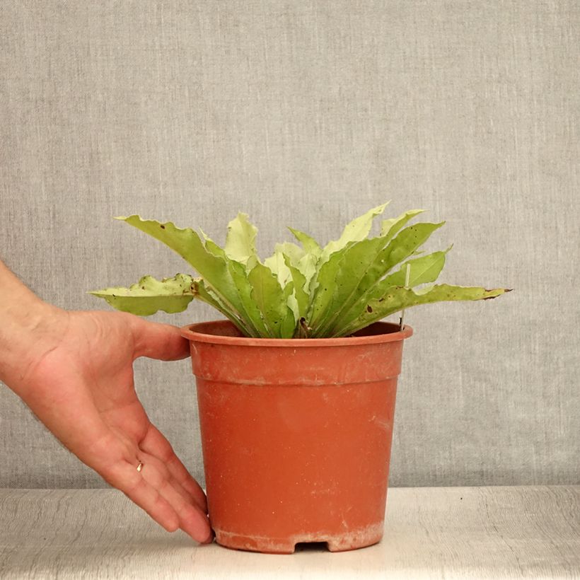 Esemplare di Pulmonaria Samourai Vaso da 2L/3L consegnato in estate