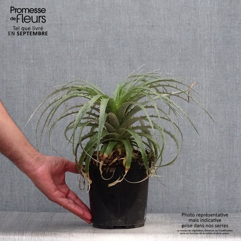 Esemplare di Puya berteroniana Vaso da 2L/3L come consegnato in autunno