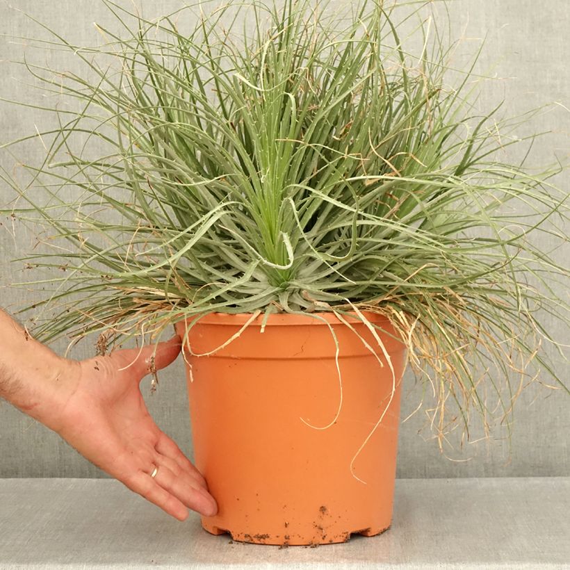Esemplare di Puya coerulea Violacea Vaso da 7,5L/10L consegnato in estate