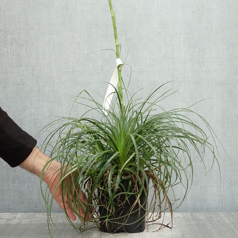 Esemplare di Puya mirabilis Vaso da 2L/3L come consegnato in autunno