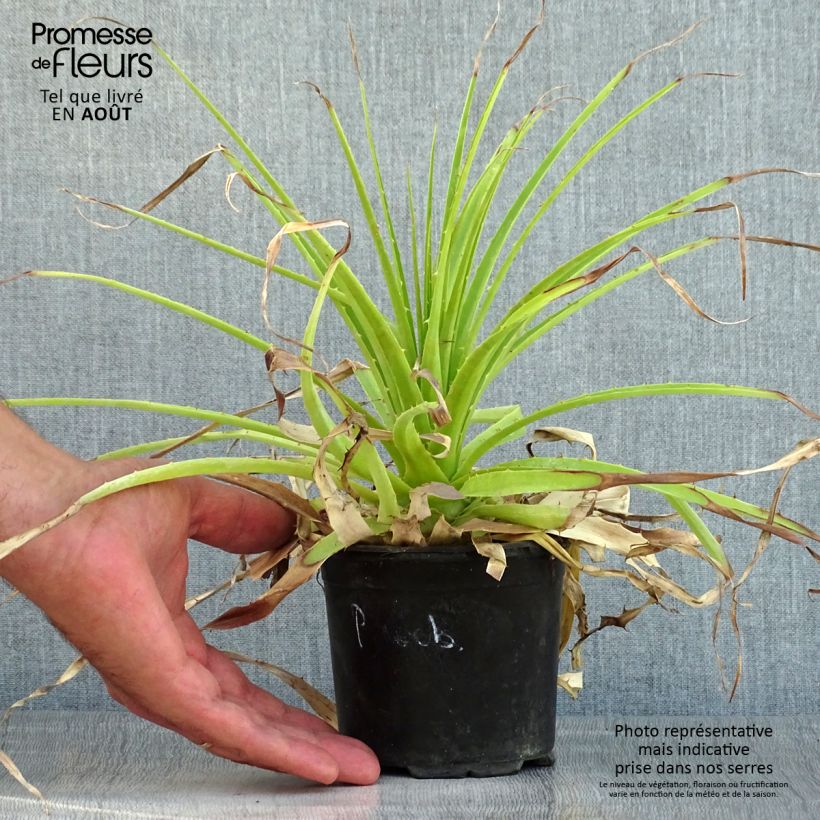 Esemplare di Puya weberbaueri Vaso da 3L/4L consegnato in estate