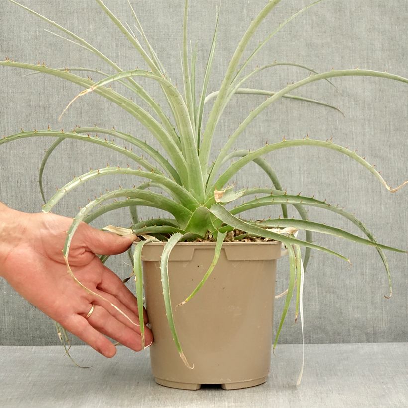Esemplare di Puya weberiana Vaso da 3L/4L consegnato in estate