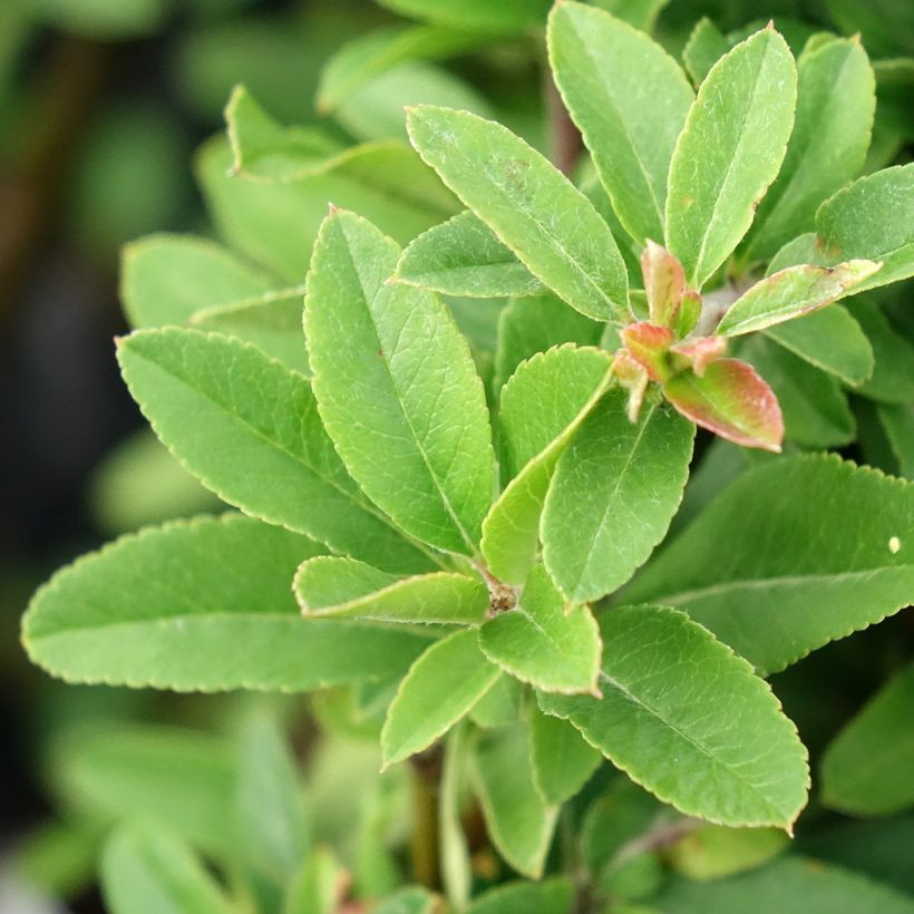 Pyracantha Orange Star (Fogliame)