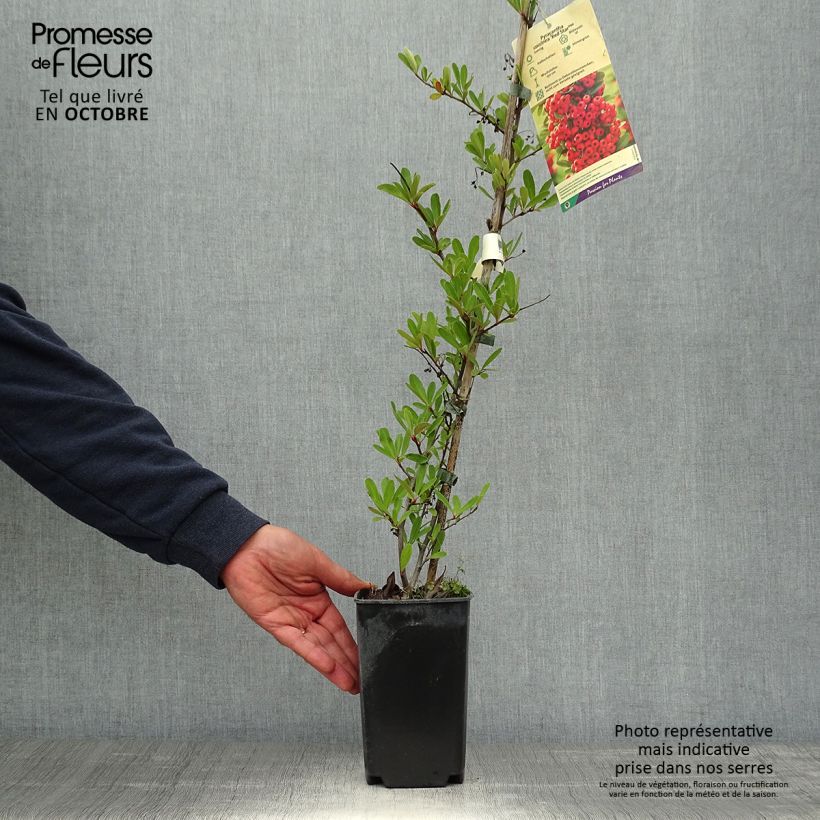 Esemplare di Pyracantha Red Star Vaso da 2L/3L come consegnato in autunno