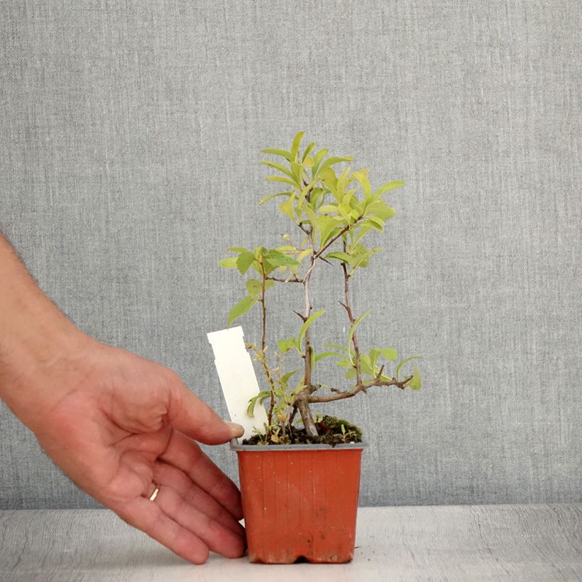 Esemplare di Pyracantha Sunny Star Vasetto da 8/9 cm consegnato in estate