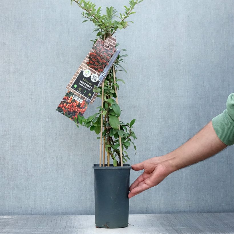 Esemplare di Pyracantha Golden Charmer Vaso da 2L/3L consegnato in estate