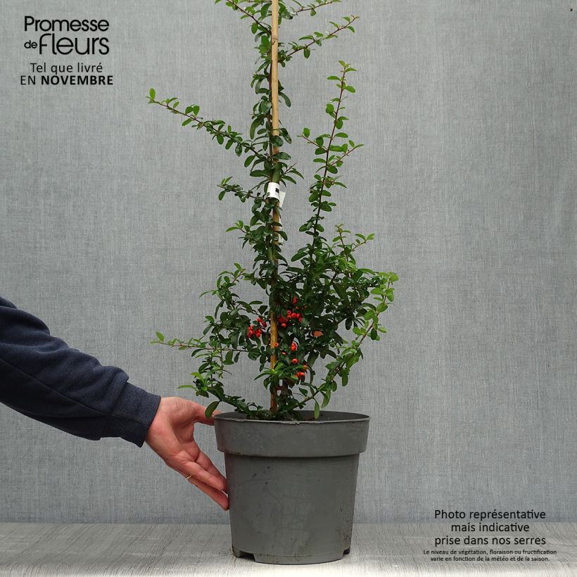 Esemplare di Pyracantha SAPHYR Orange Vaso da 6L/7L come consegnato in autunno