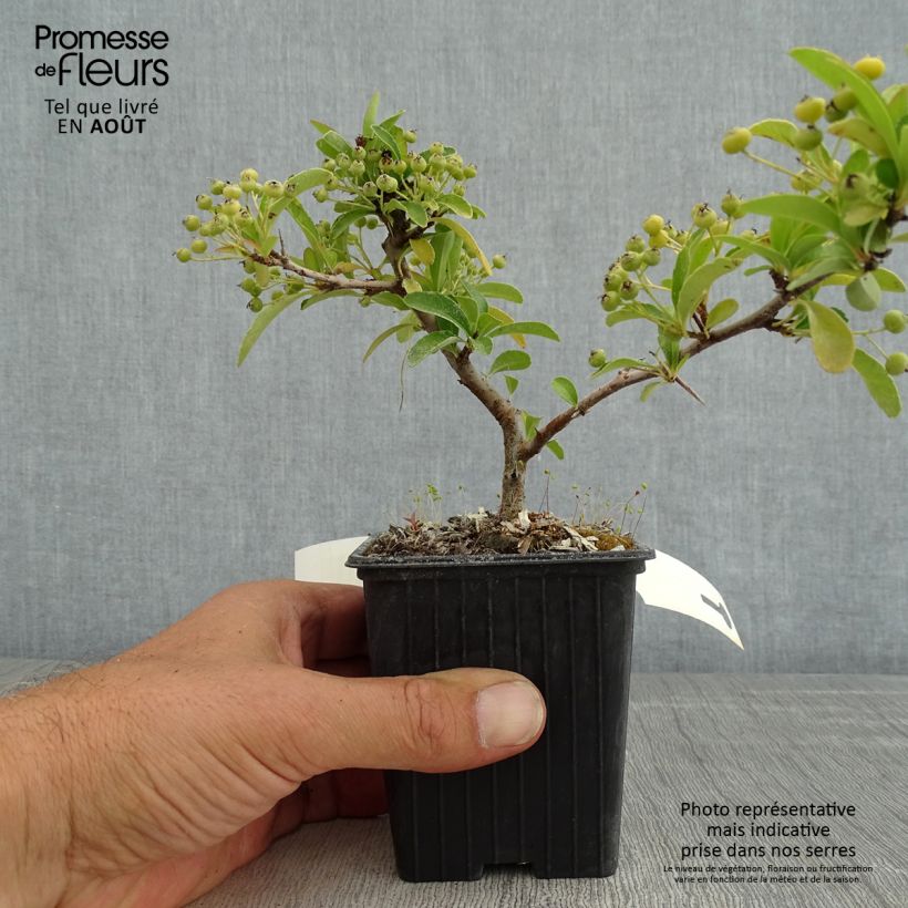 Esemplare di Pyracantha SAPHYR Orange Vasetto da 8/9 cm consegnato in estate