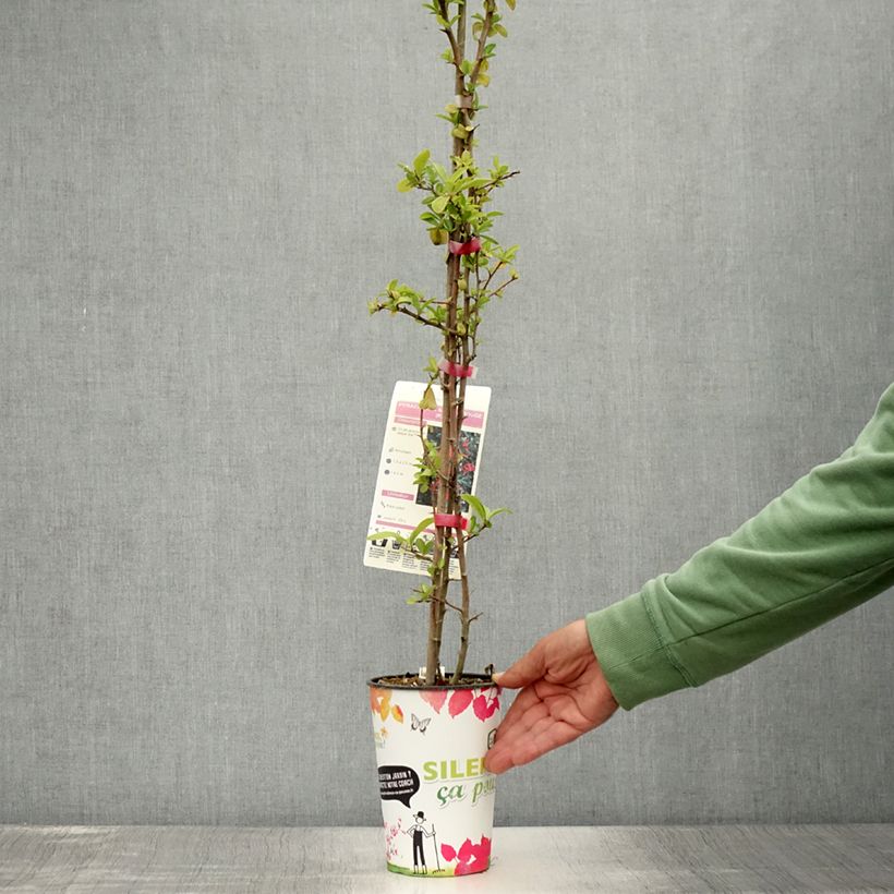 Esemplare di Pyracantha SAPHYR Rouge Vaso da 2L/3L consegnato in estate