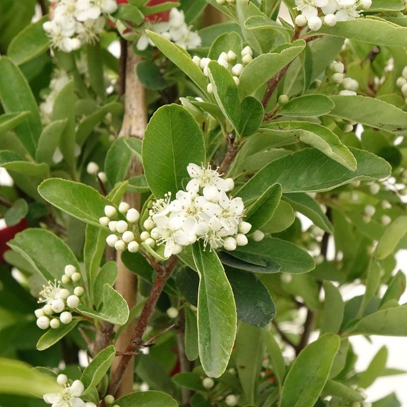 Pyracantha SAPHYR Rouge (Fioritura)
