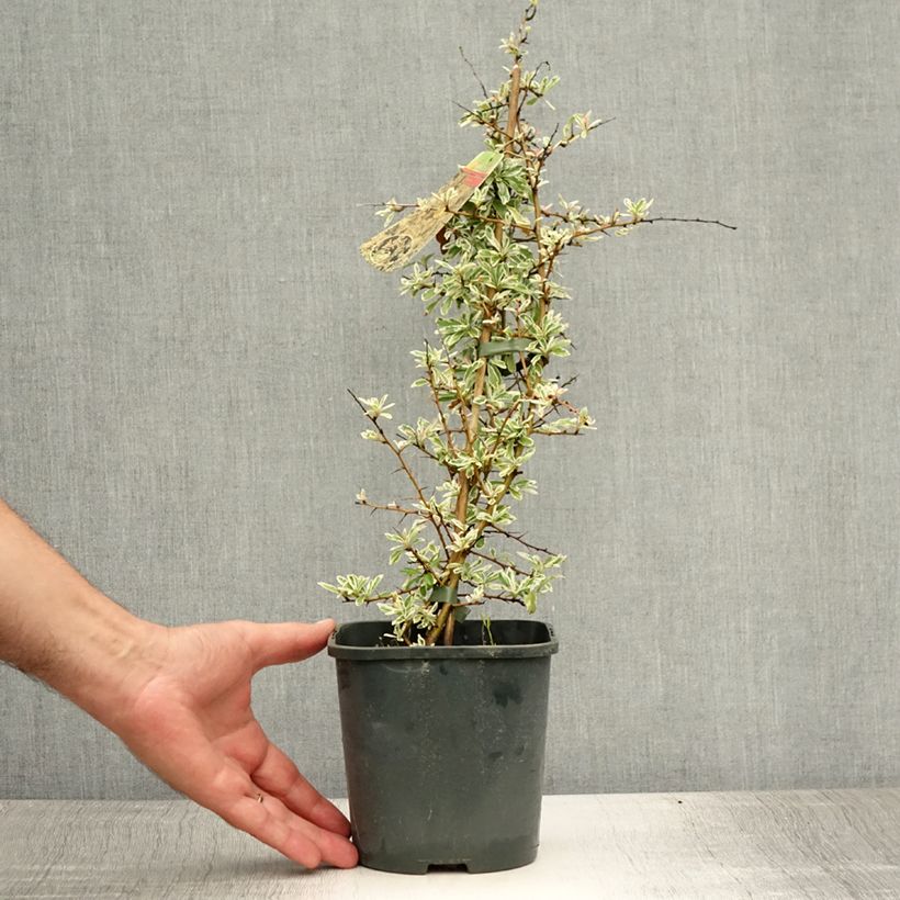 Esemplare di Pyracantha Sparkler Vaso da 2L/3L consegnato in estate