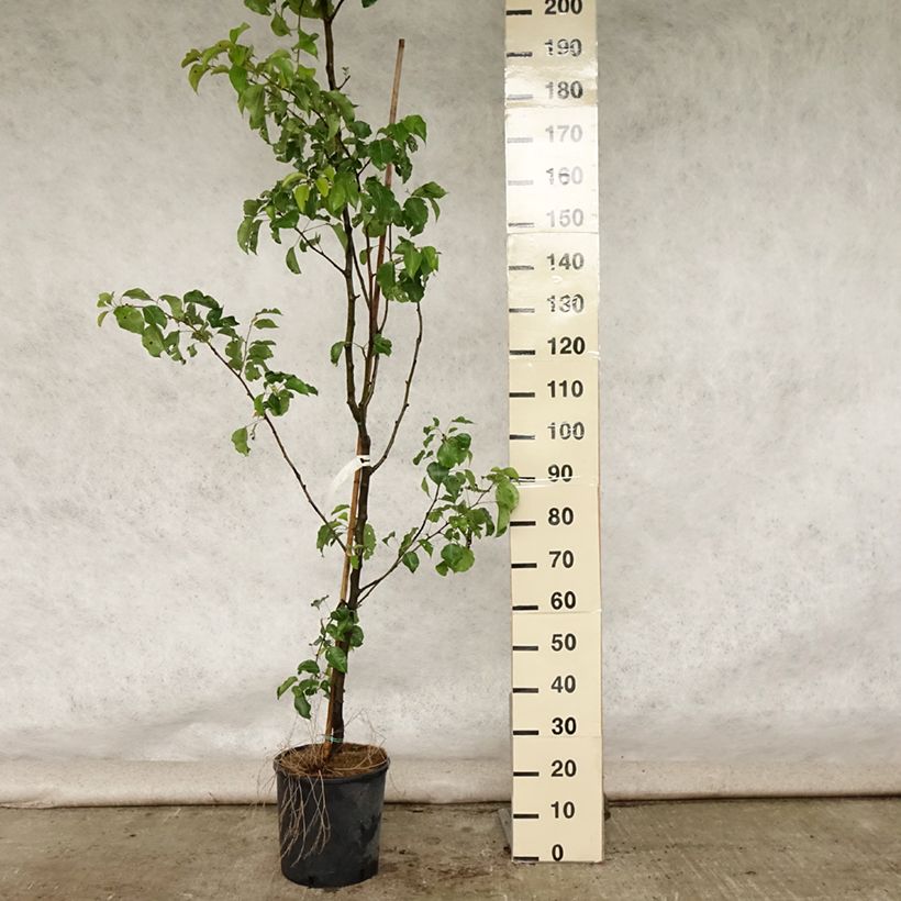 Esemplare di Pyrus alleryana Chanticleer - Pero da fiore Vaso da 12L/15L consegnato in estate