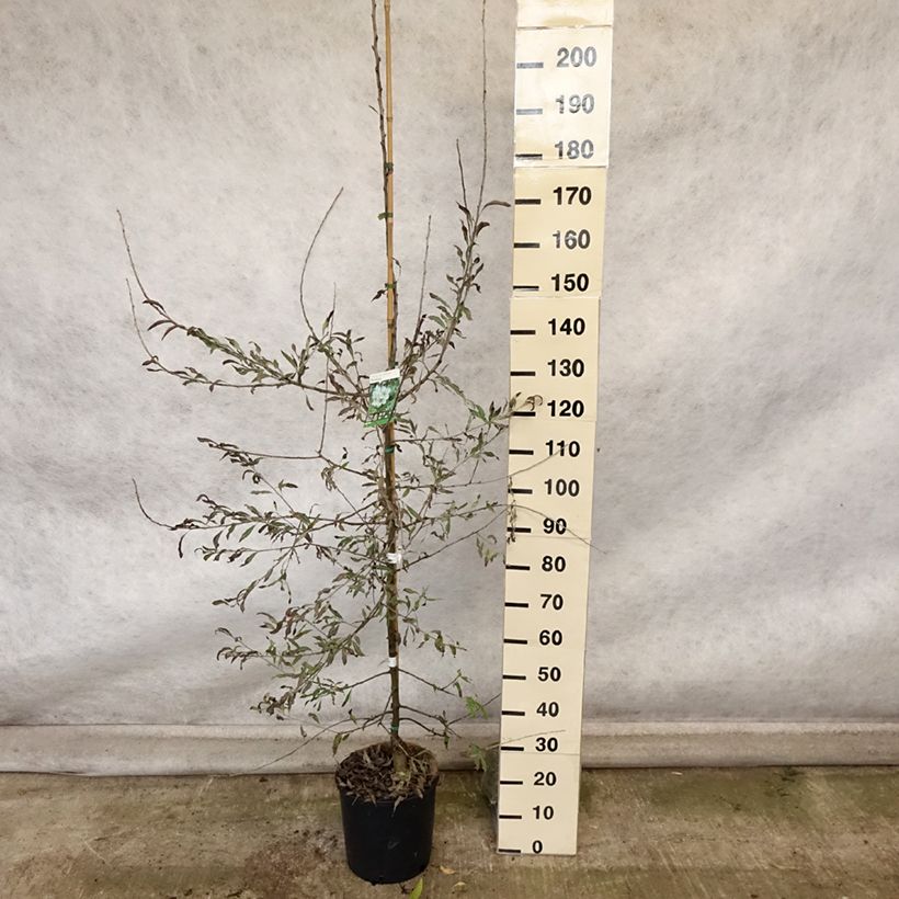 Esemplare di Pero a foglie di salice Pendula Vaso da 12L/15L come consegnato in autunno