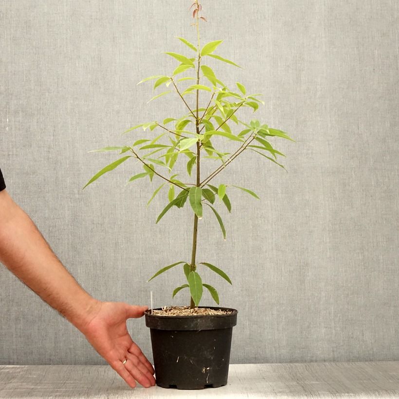 Esemplare di Quercus myrsinifolia - Quercia Vaso da 3L/4L consegnato in estate