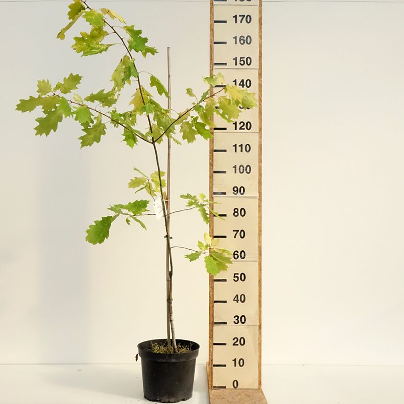 Esemplare di Quercus rubra Aurea - Quercia rossa Vaso da 7,5L/10L consegnato in estate