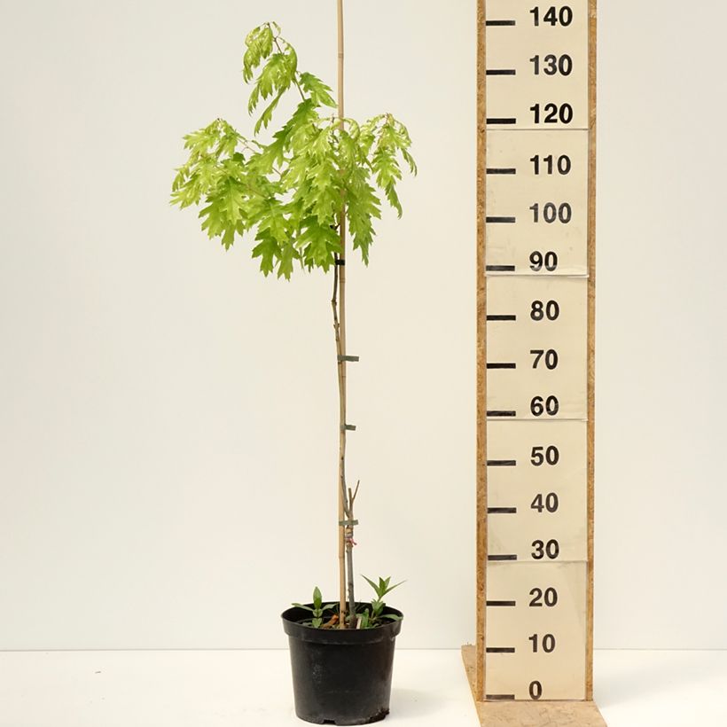 Quercus rubra Wolfsdonk's Pride - Quercia rossa Vaso da 7,5L/10L esemplare consegnato in primavera
