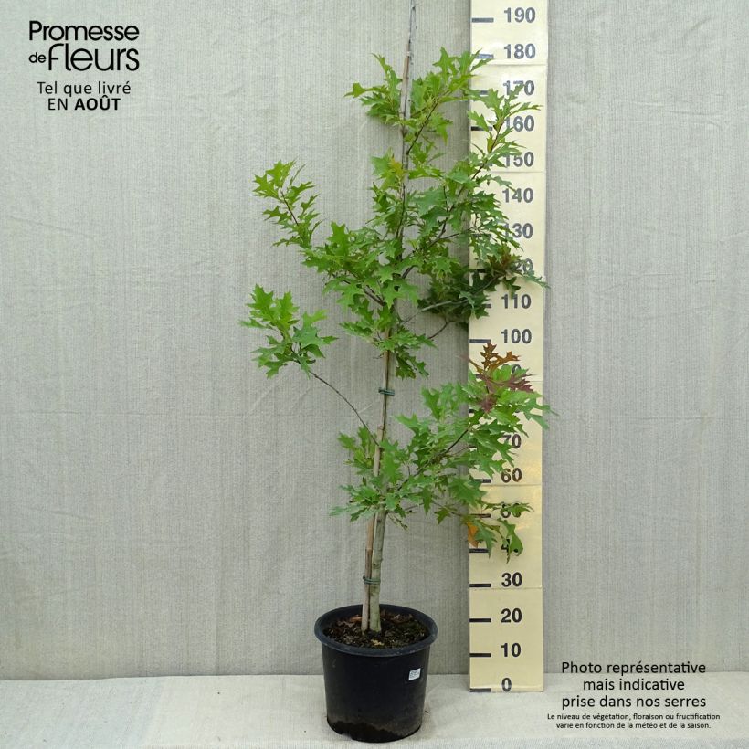 Esemplare di Quercus texana New Madrid - Quercia Vaso da 7,5L/10LAltezza consegnata circa 125/200cm consegnato in estate