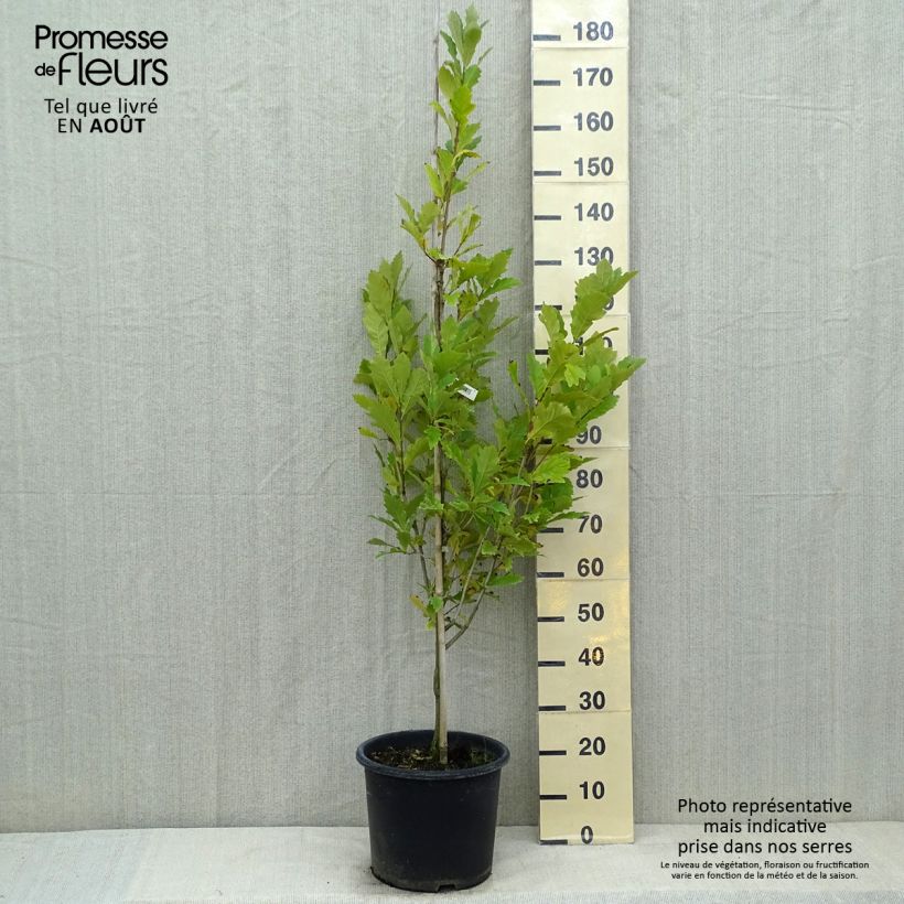 Esemplare di Quercus warei Windcandle - Quercia Vaso da 12L/15L consegnato in estate