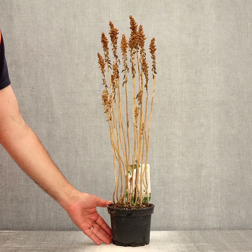 Esemplare di Chenopodium quinoa - Quinoa Vaso da 1,5L/2L consegnato in estate