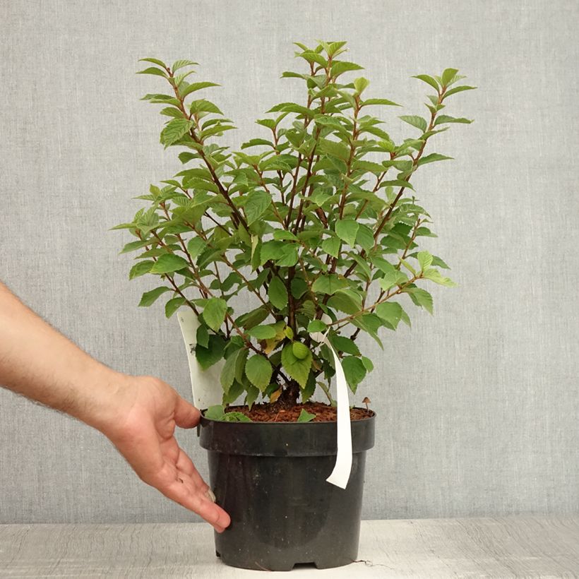 Esemplare di Prunus tomentosa - Ciliegio di Nanchino Vaso da 2L/3L consegnato in estate