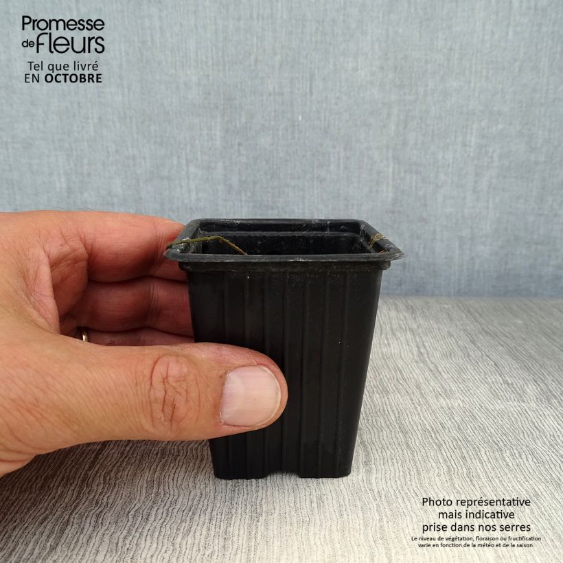 Esemplare di Armoracia rusticana (piante) - Cren Vasetto da 7/8 cm come consegnato in autunno