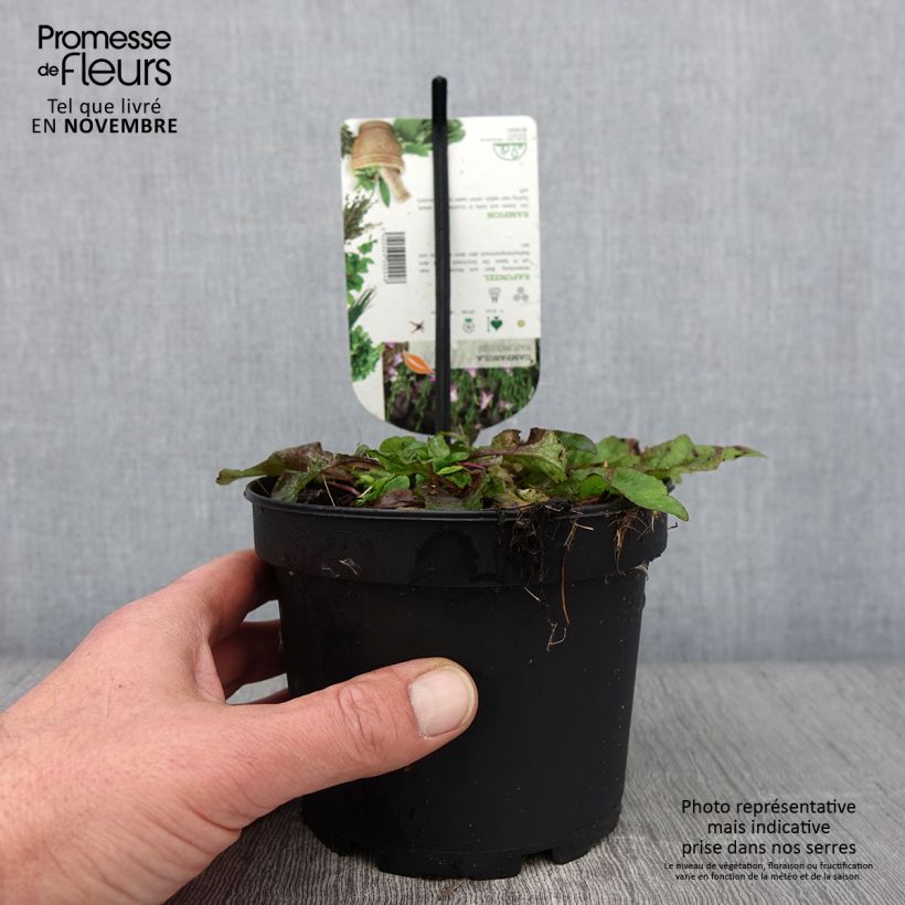 Esemplare di Campanula rapunculus - Campanula commestibile Vaso da 1,5L/2L come consegnato in autunno