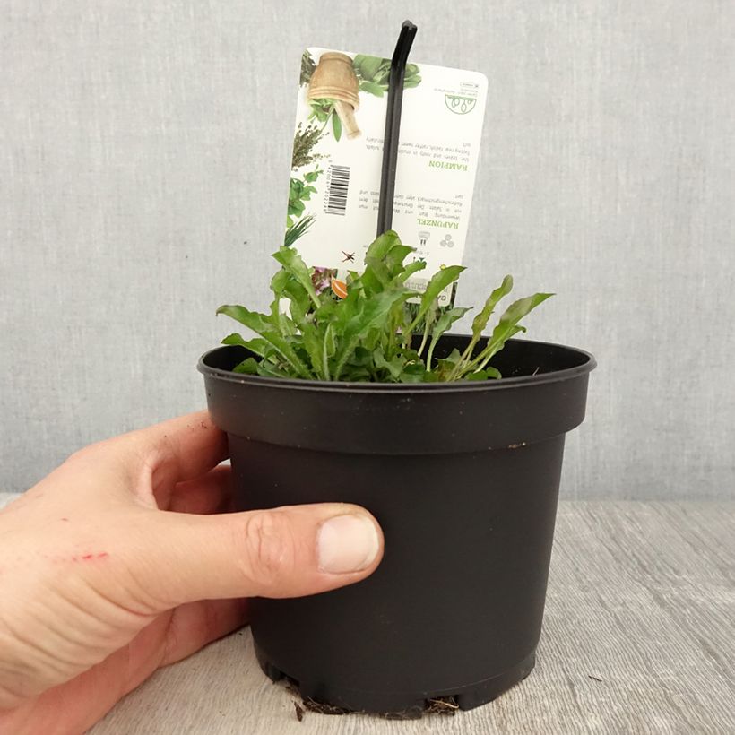 Campanula rapunculus - Campanula commestibile Vaso da 1,5L/2L esemplare consegnato in primavera