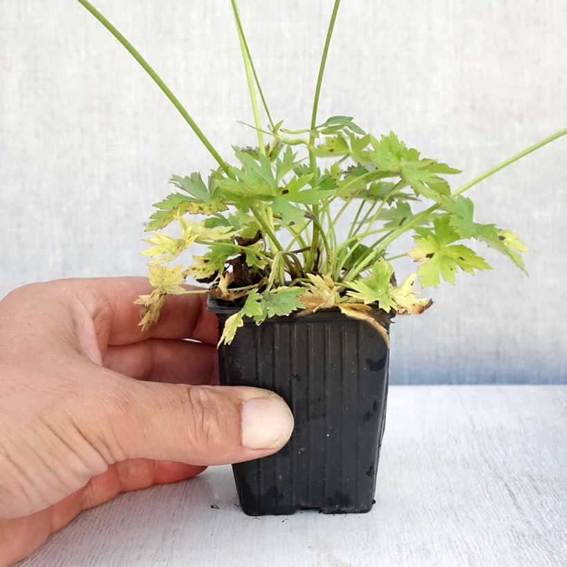 Esemplare di Ranunculus acris - Ranuncolo comune Vasetto da 7/8 cm consegnato in estate