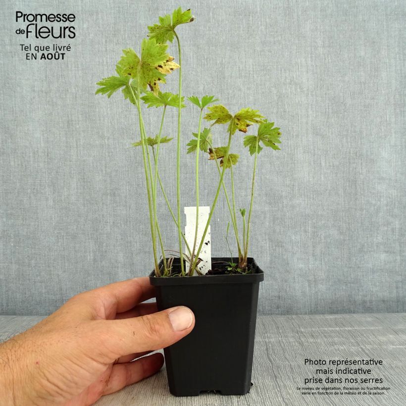 Esemplare di Ranunculus acris Multiplex - Ranuncolo doppio Vasetto da 8/9 cm consegnato in estate