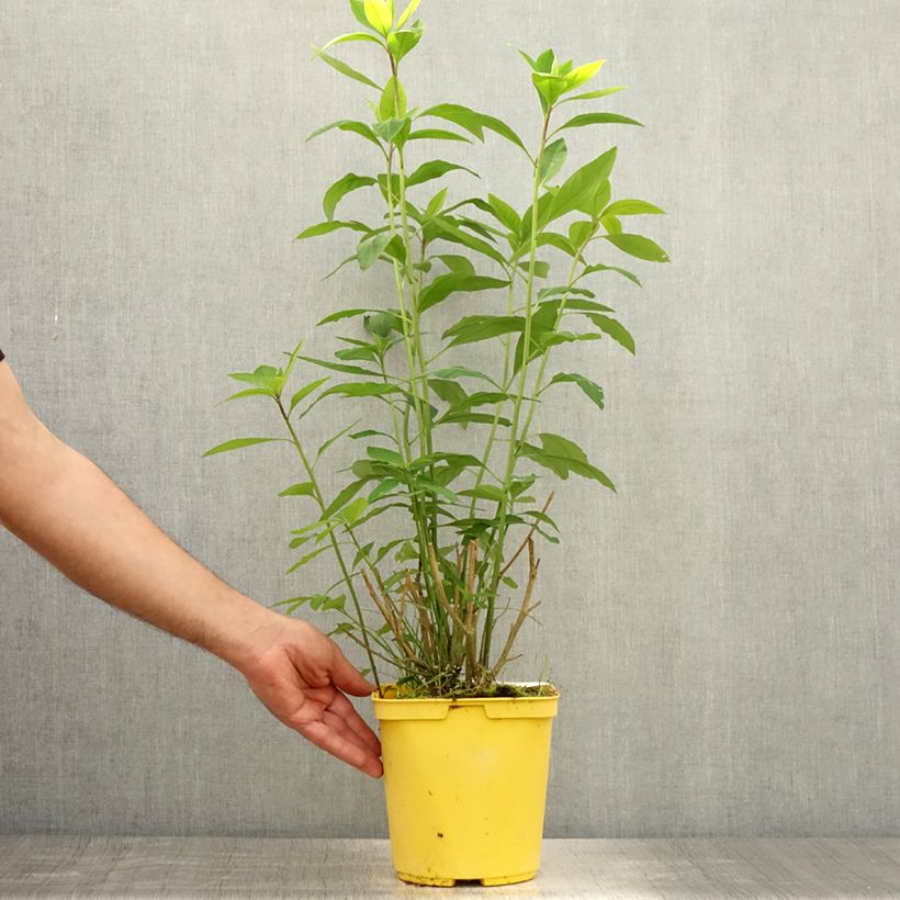 Esemplare di Reinwardtia indica Vaso da 4L/5L consegnato in estate