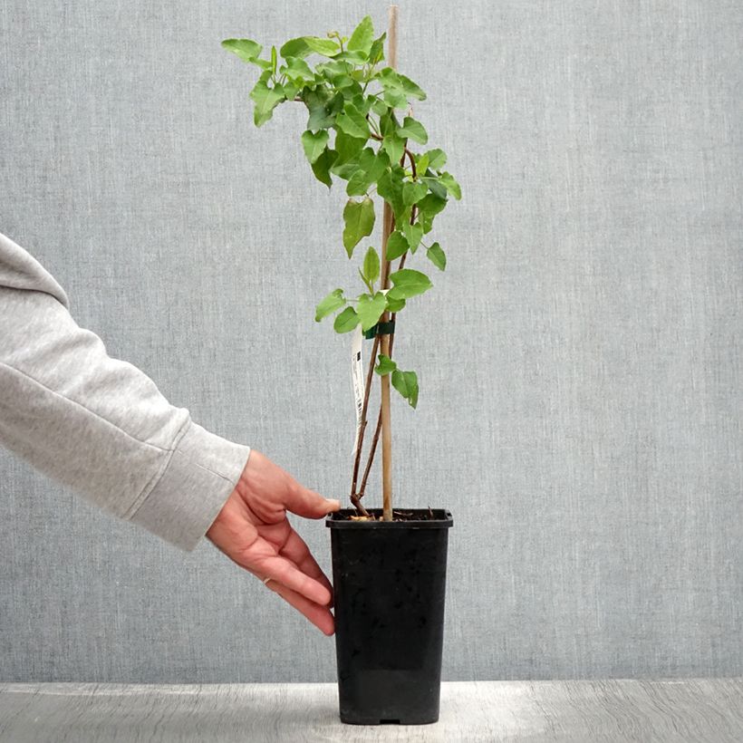 Esemplare di Fallopia aubertii Vaso da 1,5L/2L consegnato in estate