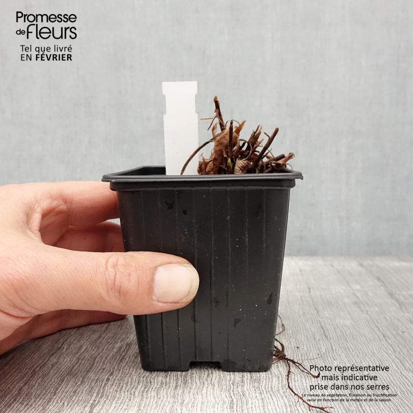 Persicaria amplexicaulis Amethyst Vasetto da 8/9 cm esemplare consegnato in inverno