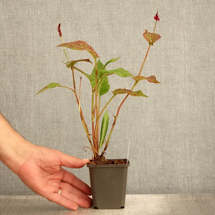 Esemplare di Persicaria amplexicaulis Black Dreams Vasetto da 8/9 cm consegnato in estate