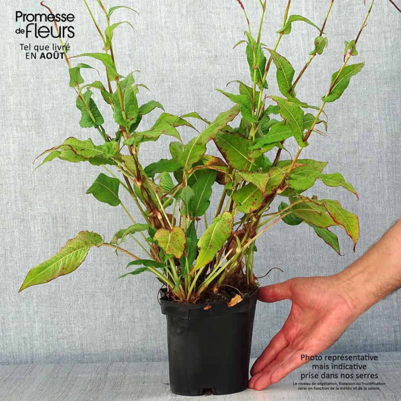 Esemplare di Persicaria amplexicaulis Blackfield Vaso da 2L/3L consegnato in estate