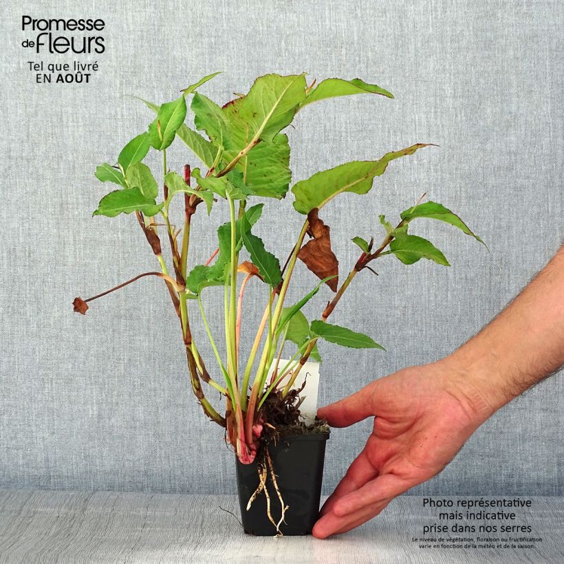 Esemplare di Persicaria amplexicaulis Bloody Mary Vasetto da 8/9 cm consegnato in estate