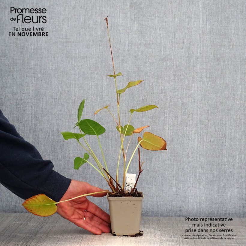 Esemplare di Persicaria amplexicaulis Dikke Floskes Vasetto da 8/9 cm come consegnato in autunno