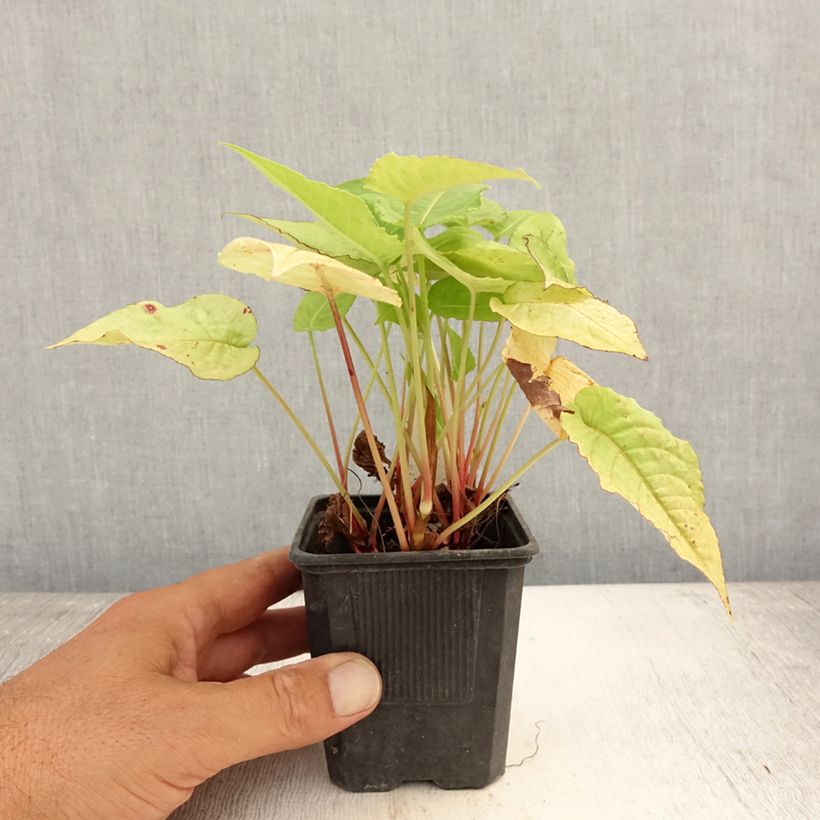 Esemplare di Persicaria amplexicaulis Golden Arrow Vasetto da 8/9 cm consegnato in estate